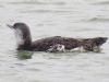 Red-throated Diver at Canvey Point (Terry Blackwell) (58070 bytes)
